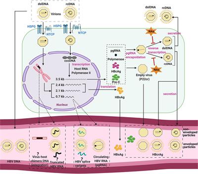 Viral Biomarkers for Hepatitis B Virus-Related Hepatocellular Carcinoma Occurrence and Recurrence